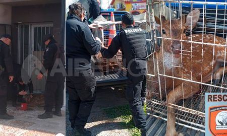 Apareció un ciervo axis suelto en plena avenida 7 de Marzo de Santo Tomé.