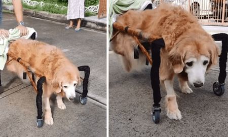 Perro en silla de ruedas Perro en silla de ruedas