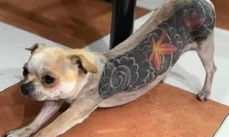 Tatuajes en perros: la moda polémica Tatuajes en perros: la moda polémica