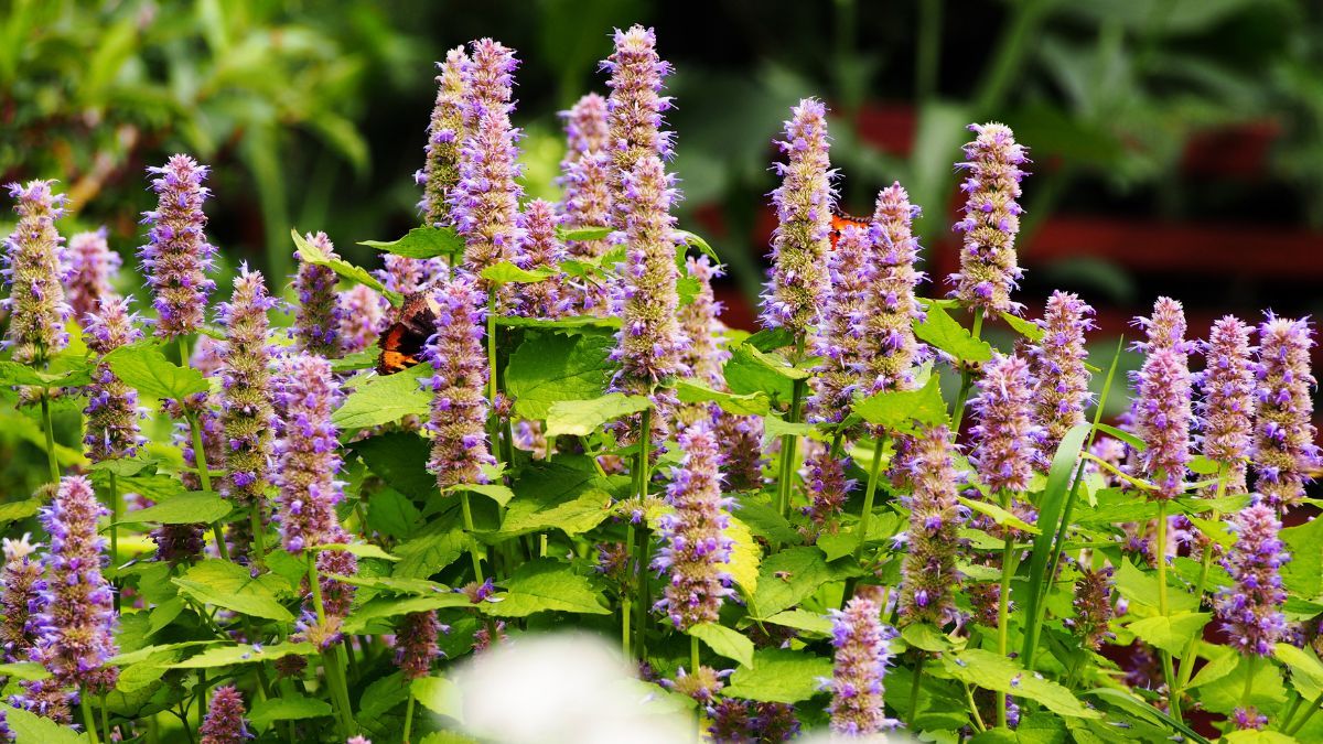 Las espigas violetas destacan en el jardín y sus hojas desprenden un característico aroma anisado. Las espigas violetas destacan en el jardín y sus hojas desprenden un característico aroma anisado.