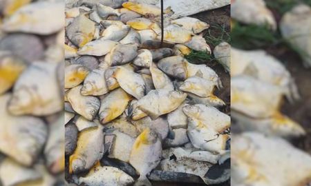 La foto tomada por pescadores santafesinos que advirtió sobre el aumento de palometas en la Laguna Setúbal que confirman los especialistas. La foto tomada por pescadores santafesinos que advirtió sobre el aumento de palometas en la Laguna Setúbal que confirman los especialistas.