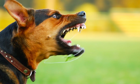 Perros enojados: cuáles son las señales de alerta que debés tener en cuenta Perros enojados: cuáles son las señales de alerta que debés tener en cuenta
