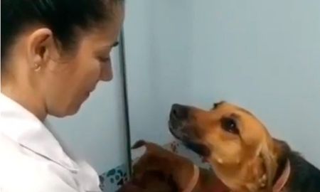 viral: la tierna mirada de un perro mientras lo curaba la veterinaria viral: la tierna mirada de un perro mientras lo curaba la veterinaria