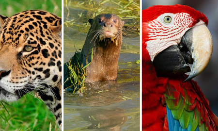 Rewilding Argentina, la fundación que busca revertir la extinción de especies. Rewilding Argentina, la fundación que busca revertir la extinción de especies.