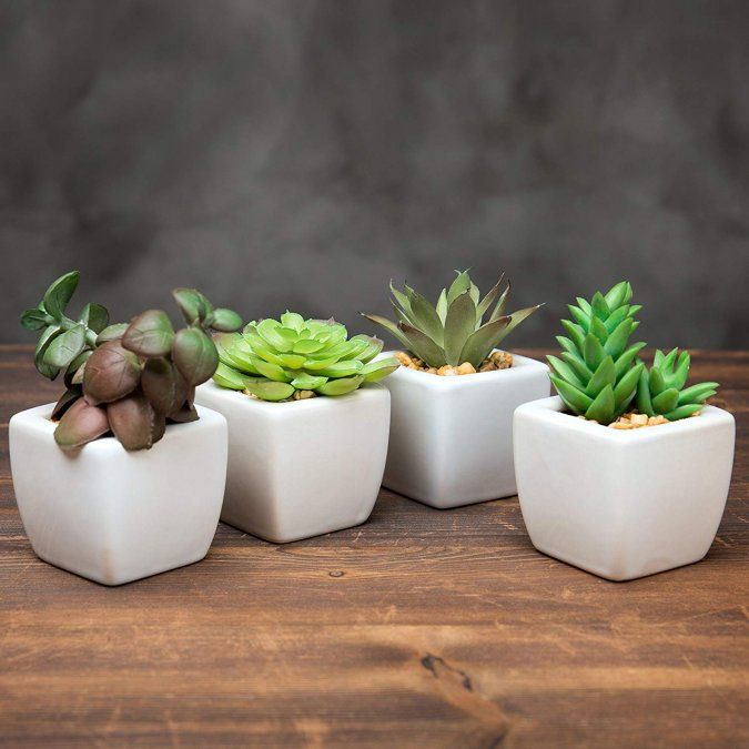 No todas las suculentas pueden trasplantarse por hoja&nbsp;