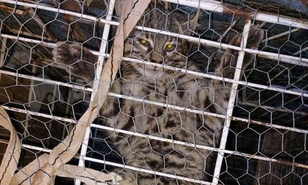 Atraparon un gato montés en Sauce Viejo Atraparon un gato montés en Sauce Viejo
