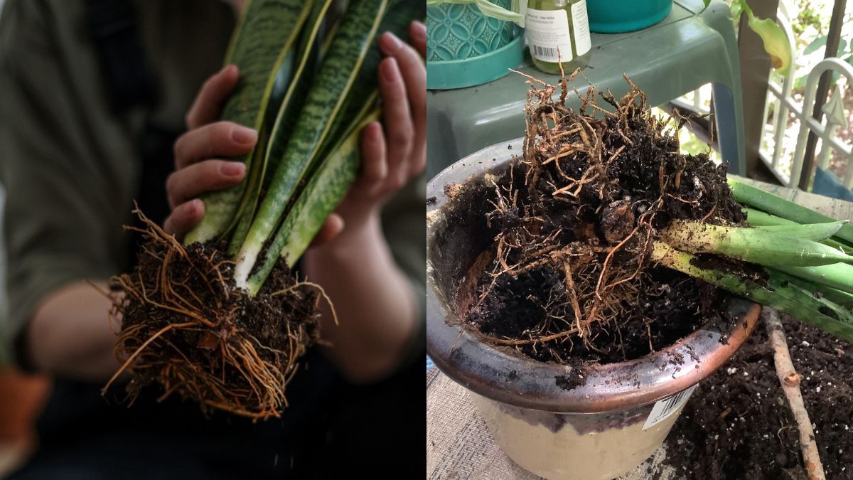 Los primeros s&iacute;ntomas suelen verse en las hojas, no en las ra&iacute;ces.