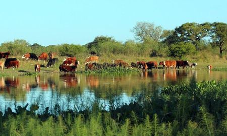 el nino todavia no obliga a evacuar la hacienda de las islas de santa fe, pero los productores ya se preparan para una creciente el nino todavia no obliga a evacuar la hacienda de las islas de santa fe, pero los productores ya se preparan para una creciente