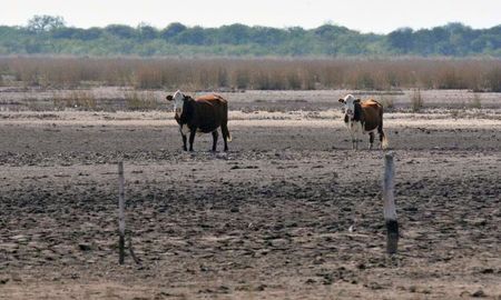 Carsfe indicó que hay ventas y traslados forzosos de hacienda por falta de pasto y agua. Carsfe indicó que hay ventas y traslados forzosos de hacienda por falta de pasto y agua.