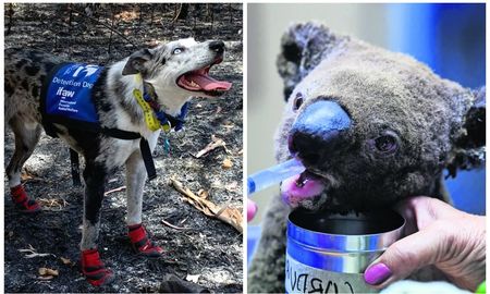 video: la historia de oso, el perro que salva koalas del fuego en australia video: la historia de oso, el perro que salva koalas del fuego en australia