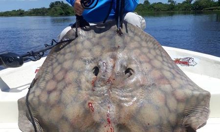 Las rayas gigantes pueden pesar m&aacute;s de 200 kilos.