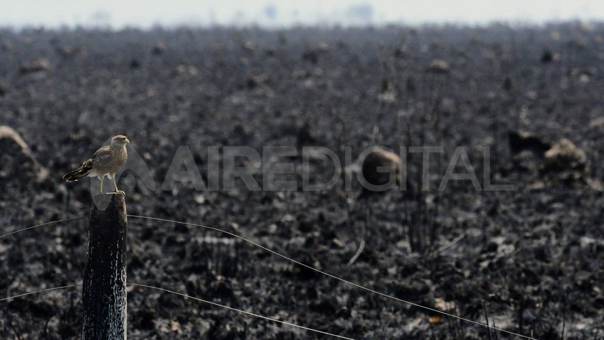 La falta de pol&iacute;ticas y controles ambientes agrav&oacute; el impacto de los incendios durante este ciclo de sequ&iacute;a.