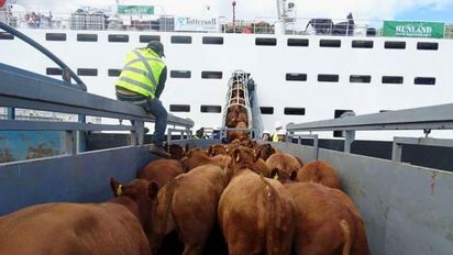 Exportación de hacienda en pie: cómo afecta a la cadena de ganados y carne