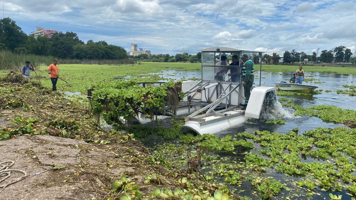 En las últimas semanas se retiraron aproximadamente 60 camiones repletos de repollitos, utilizando redes, rastrillos y lanchas dispuestas desde el Municipio de la ciudad. En las últimas semanas se retiraron aproximadamente 60 camiones repletos de repollitos, utilizando redes, rastrillos y lanchas dispuestas desde el Municipio de la ciudad.
