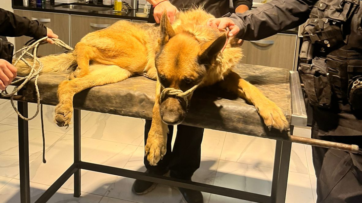 El ovejero alemán siendo exhibido en la veterinaria. El ovejero alemán siendo exhibido en la veterinaria.