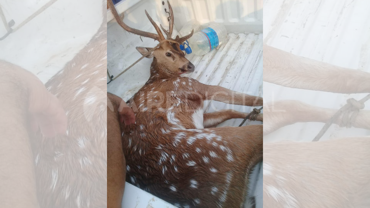 El animal fue rescatado por Prefectura en aguas del r&iacute;o Paran&aacute;