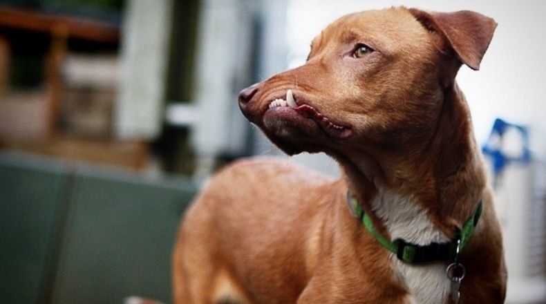 Picasso, el perro que se salvó de ser sacrificado