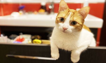 Las razones para adoptar gatitos. Las razones para adoptar gatitos.