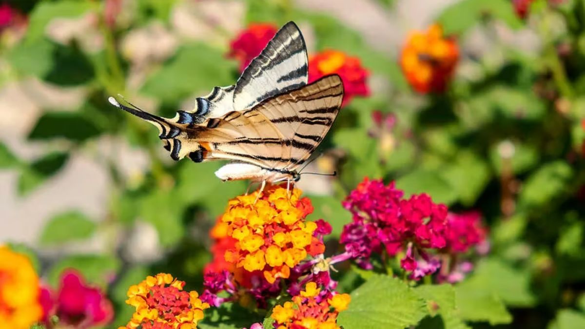 Flores que mantienen el color durante todo el verano incluso con sol fuerte.