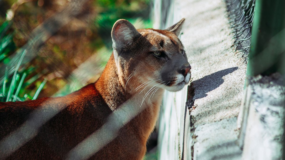 A diferencia de un zoológico tradicional, este centro funciona como un espacio de rehabilitación donde gran parte de los animales llegan tras ser rescatados del tráfico ilegal o el mascotismo. A diferencia de un zoológico tradicional, este centro funciona como un espacio de rehabilitación donde gran parte de los animales llegan tras ser rescatados del tráfico ilegal o el mascotismo.