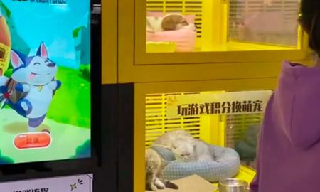 Repudio: máquina expendedora de animales vivos. Repudio: máquina expendedora de animales vivos.