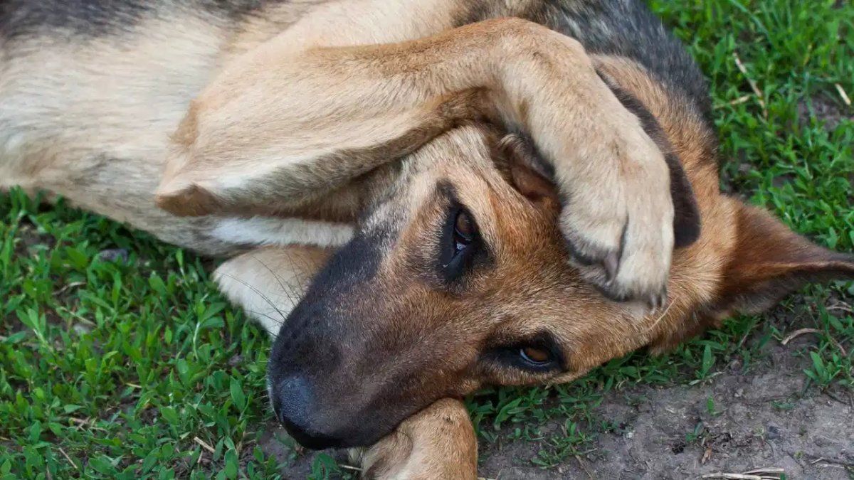 Alerta por temperaturas altas: cómo cuidar a las mascotas