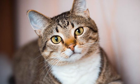 Revelación científica: descubrí las melodías preferidas por los gatos Revelación científica: descubrí las melodías preferidas por los gatos