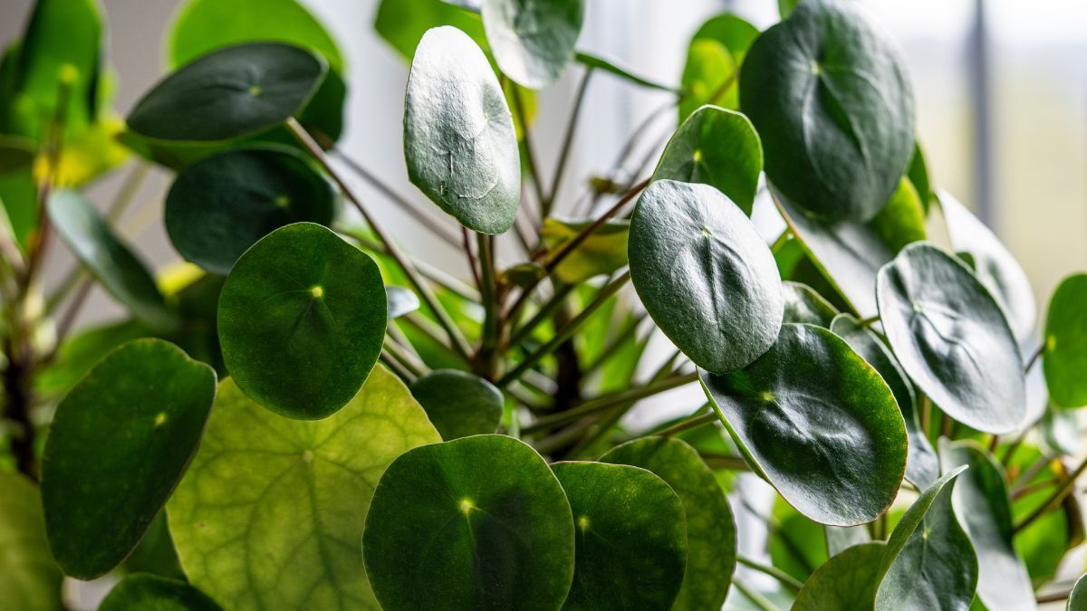 Seg&uacute;n el Feng Shui, impulsa la prosperidad y el movimiento de la energ&iacute;a estancada.