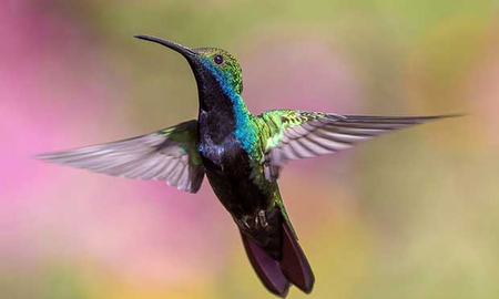 Cómo hace el colibrí para volar hacia atrás Cómo hace el colibrí para volar hacia atrás