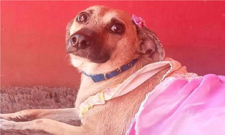 La conmovedora historia de Cati, la perrita que nadie quiere adoptar La conmovedora historia de Cati, la perrita que nadie quiere adoptar