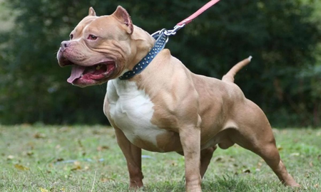 Bahía Blanca: una mujer falleció de un infarto al ver a un pitbull persiguiendo a su hijo Bahía Blanca: una mujer falleció de un infarto al ver a un pitbull persiguiendo a su hijo