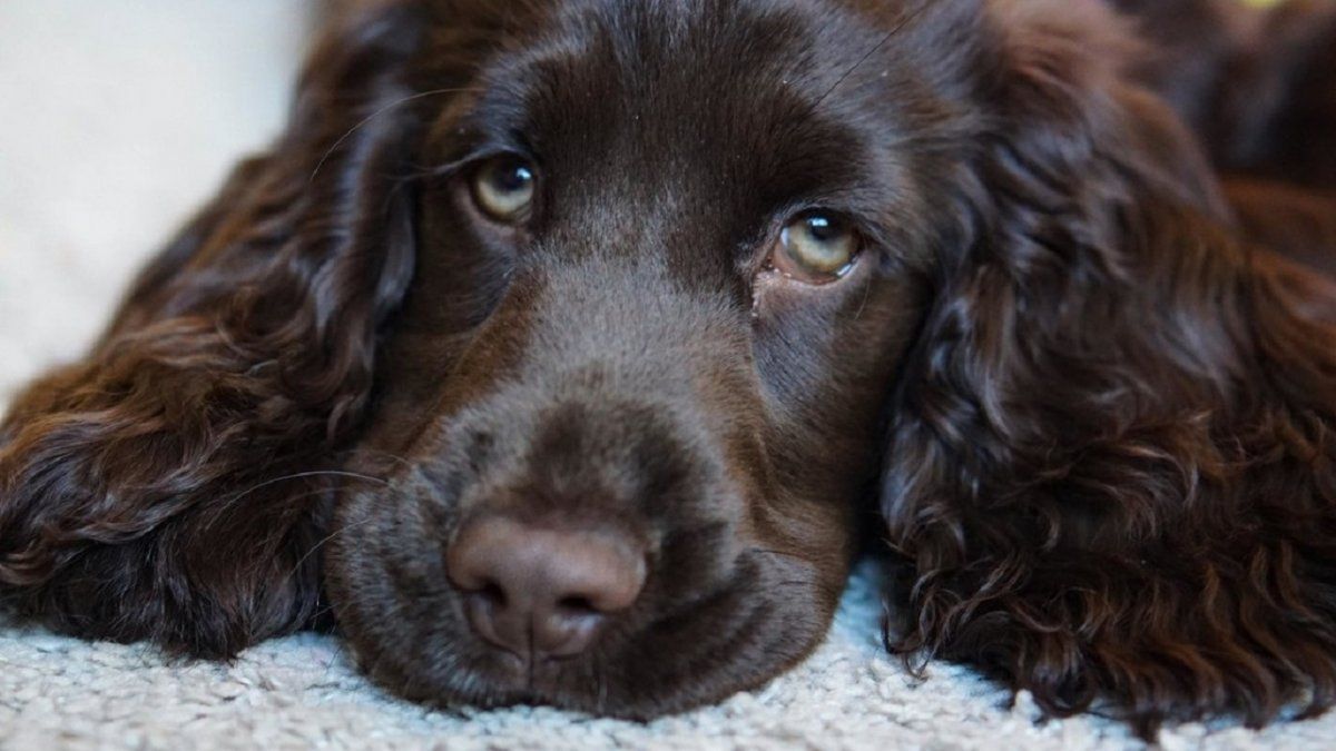 La tristeza de un perro cuando su dueño se va a pasear sin él está siendo furor en TikTok.