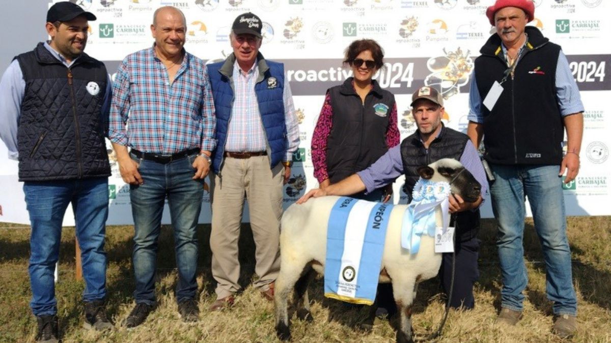 El sector ovino llega con cifras récord: un 20% más de cabañas que en 2024. El sector ovino llega con cifras récord: un 20% más de cabañas que en 2024.