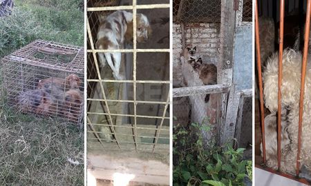 Un total de 25 animales fueron rescatados este martes de un criadero clandestino que funcionaba en un domicilio particular de Recreo. Un total de 25 animales fueron rescatados este martes de un criadero clandestino que funcionaba en un domicilio particular de Recreo.