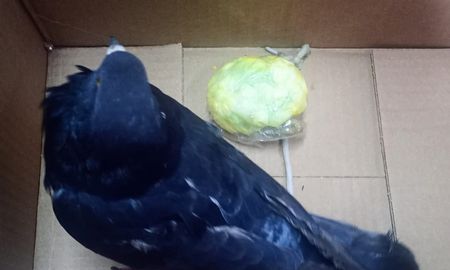 Luego de los análisis de la sustancia que había en el nylon encontrado se pudo determinar que se trataban de envoltorios que contenían, en total, 45 gramos de cocaína. Luego de los análisis de la sustancia que había en el nylon encontrado se pudo determinar que se trataban de envoltorios que contenían, en total, 45 gramos de cocaína.