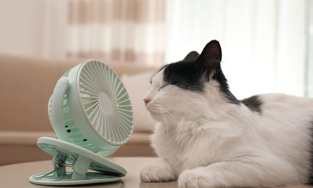 Ola de calor: cómo prevenir el golpe de calor en gatos Ola de calor: cómo prevenir el golpe de calor en gatos