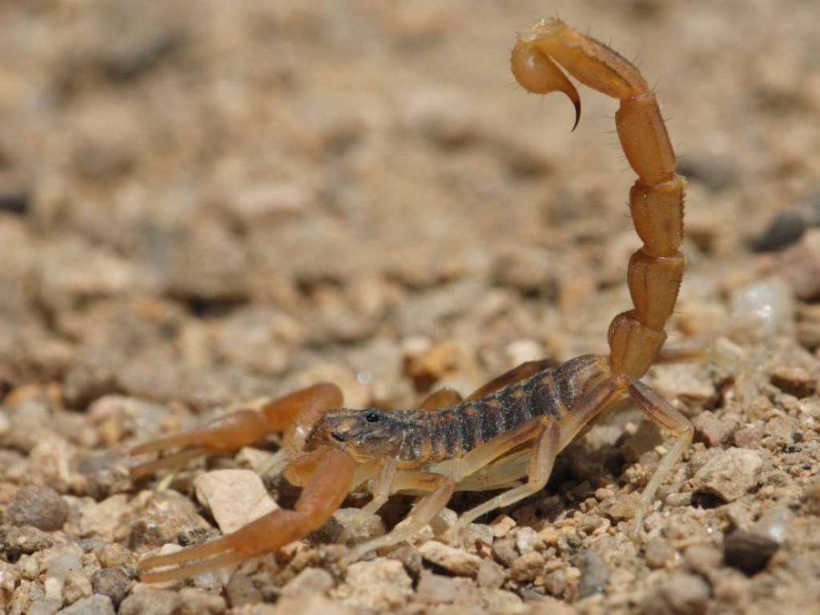 Qué hacer si nos pica un alacrán