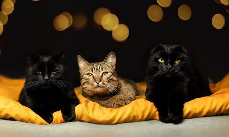 Este domingo se celebra el día Internacional del gato. Este domingo se celebra el día Internacional del gato.