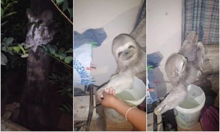 Video viral: perezoso se metió adentro de una casa y se volvió furor en TikTok. Video viral: perezoso se metió adentro de una casa y se volvió furor en TikTok.