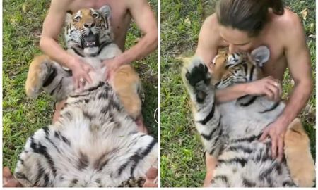 Video viral: hombre le hizo cosquillas en la panza a un tigre y la reacción del animal generó un gran impacto. Video viral: hombre le hizo cosquillas en la panza a un tigre y la reacción del animal generó un gran impacto.