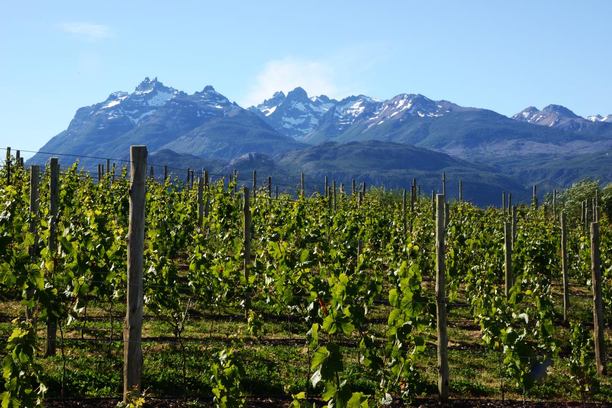 Viñedos