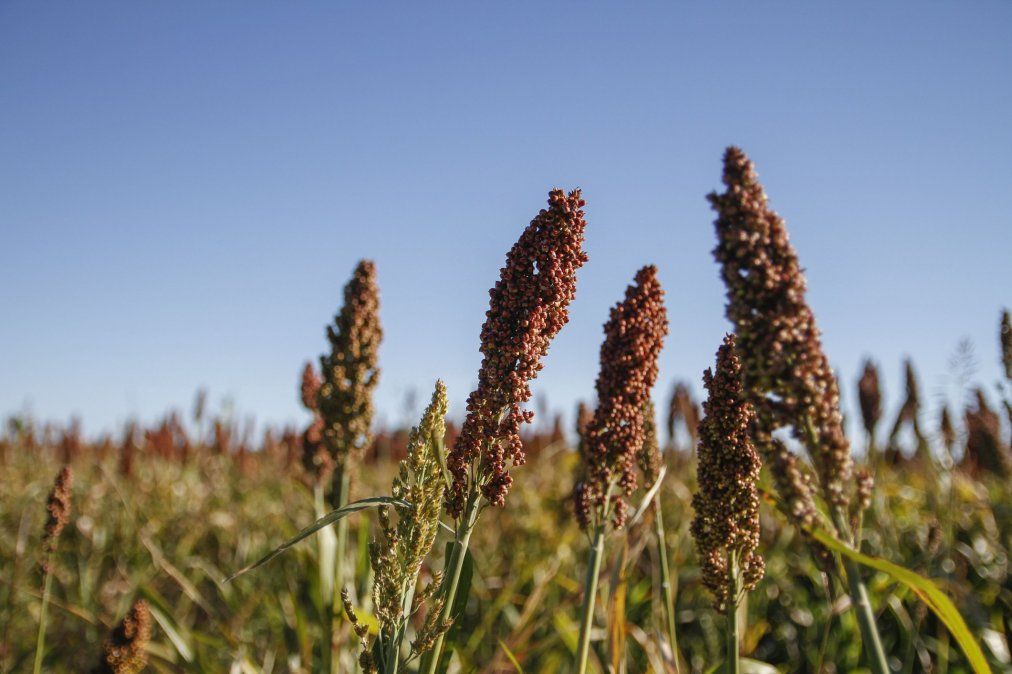 La cosecha de sorgo granífero concluyó esta semana en el centro y norte de la provincia de Santa Fe con una producción total de 344.810 toneladas.