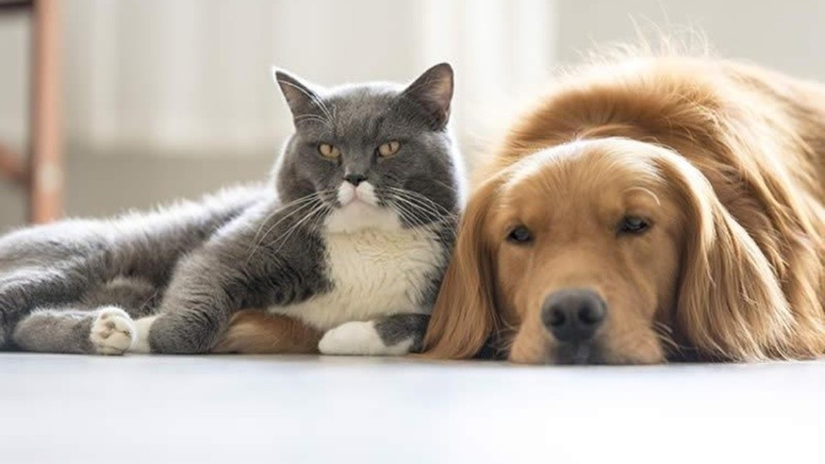 La marca de alimentos para mascotas Mon Ami creo una petición en el sitio web Change.org que busca incluir legalmente a las mascotas como miembros oficiales de la familia.