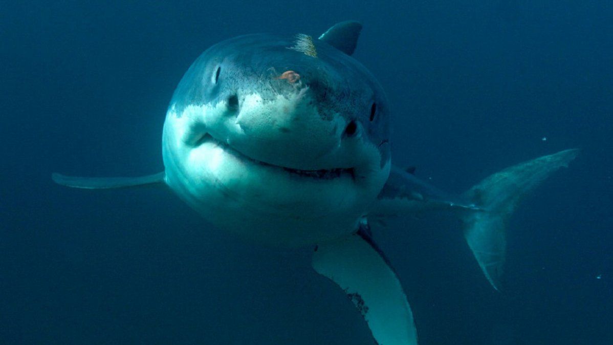 ¿Qué significa soñar con tiburones?