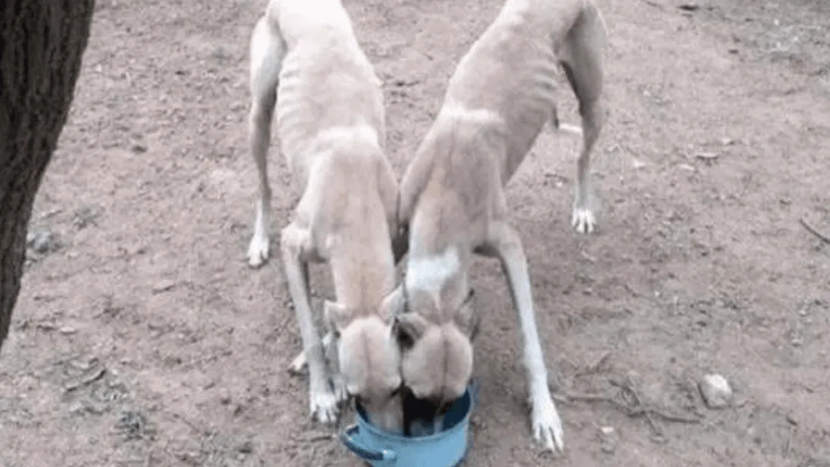 Córdoba: rescataron a seis galgos desnutridos que los usaban para alimentar a un perro pitbull