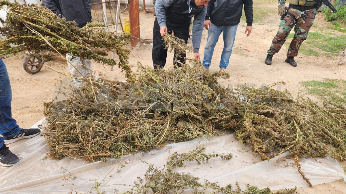 Las plantas halladas dentro del rancho allanado por los investigadores y grupos tácticos. Las plantas halladas dentro del rancho allanado por los investigadores y grupos tácticos.
