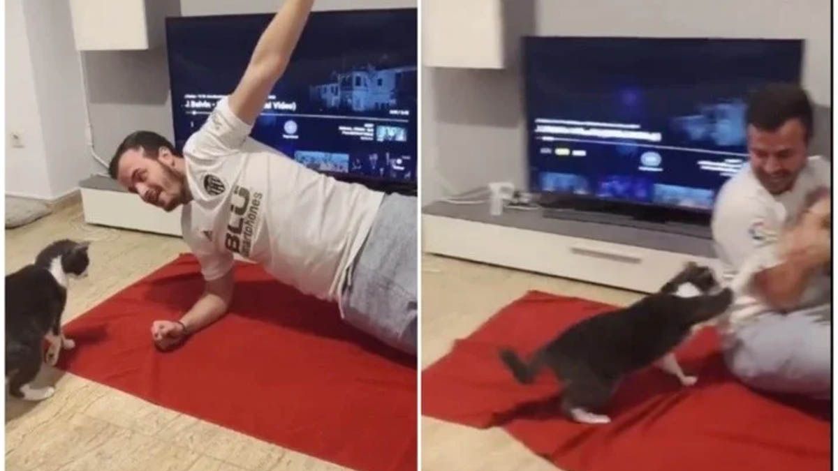 Un gato se enoja con su due&ntilde;o y no lo deja hacer ejercicio