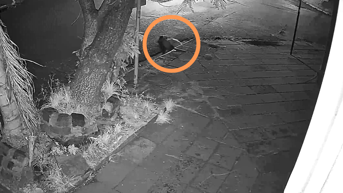 Santa Fe: una joven fue captada ingresando a una boca de tormenta.