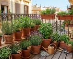 La planta aromática que conviene tener en el balcón porque ahuyenta mosquitos y otros insectos.