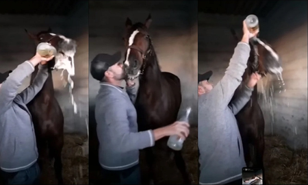 Obligó a su caballo a tomar champagne y lo filmó Obligó a su caballo a tomar champagne y lo filmó